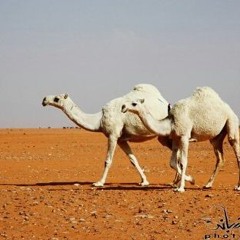 أنا عشقت الوضح