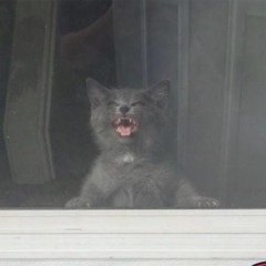 Dust (traditional blues) catchat band