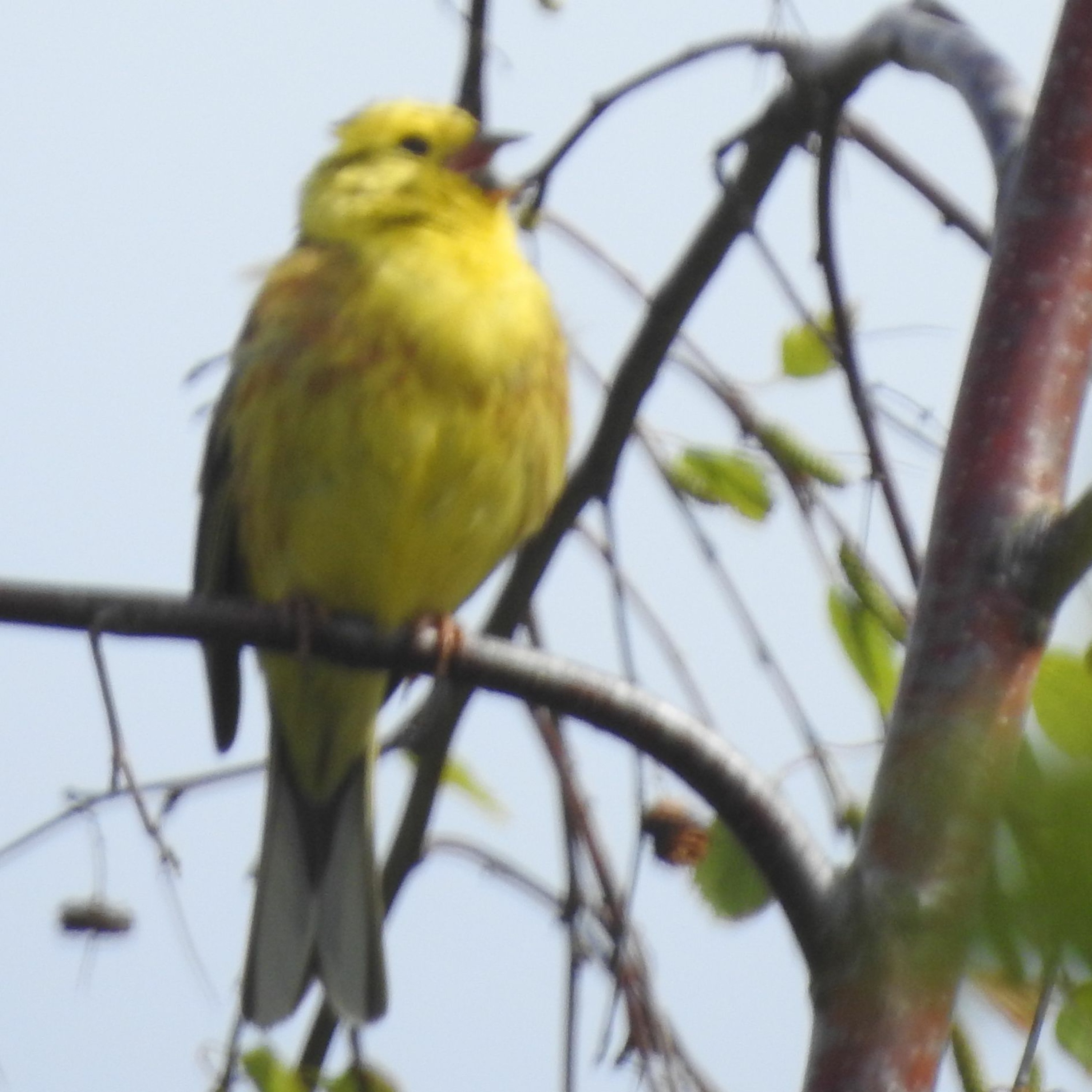 2020 BIRD SOUNDS FROM THE FIELD 4 - YELLOWHAMMER SONG (REVISED EXCERPT) episode artwork