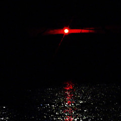 NYCTOPHILIA (INTO THE NGHT)