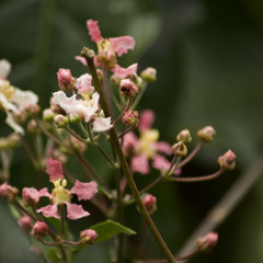 Caapi - Eriya Yawanawa