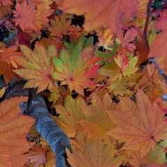 01     《 D●WN 》