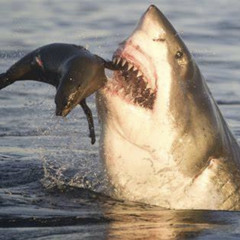 Shine ft. (Ty Valentine)