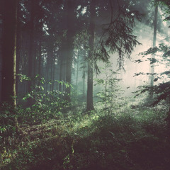 Forest Solitude