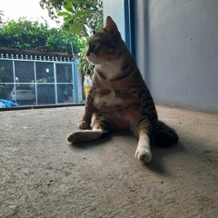 วันที่เธอไม่อยู่  (cover tinn)