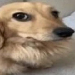 SILLYRAP!! [prod. poaksa]