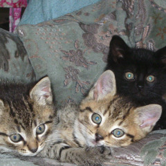 I wish i was sober - frightened rabbit (cover)