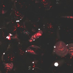 Beets - Moosiqunt B2B Scetta - 20.04.2023