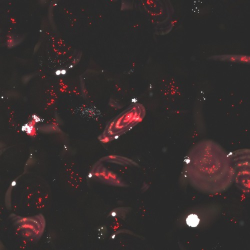 Beets - Moosiqunt B2B Scetta - 20.04.2023