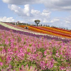 Review Special Price 5day Hokkaido Tour From Tokyo