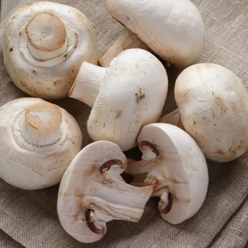 Shroom Shuffle (with jonah3)