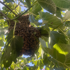 el alma de la tierra