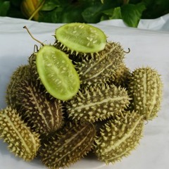 wild pickles (freestyle)