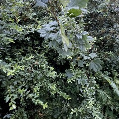 jungle