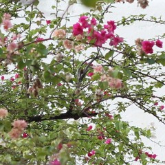 Walk but in a garden - LLusion, mxmtoon (cover)