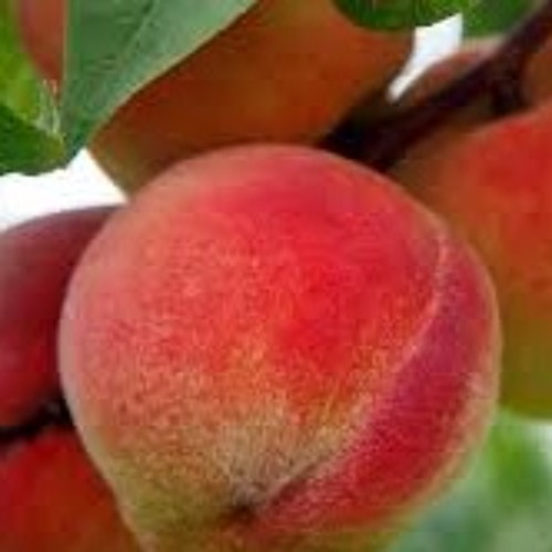 Peach Streamer