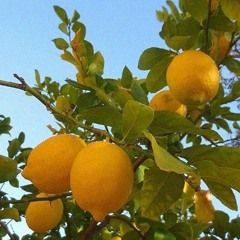 LEMONADE