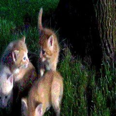 goodnight (prod. doctor diamante)