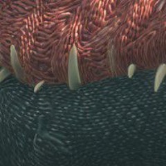 L'écho de Bob - Noh4ine.mp3