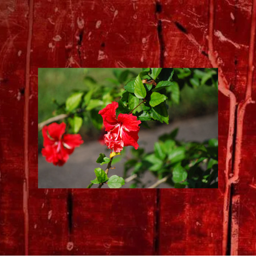 Moscow Whippin - By $awrMane - (Prod By inspectah4x)