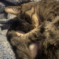 WONDERWHY [2ukko + icon]