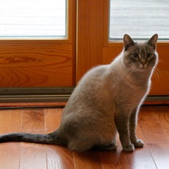Kitty