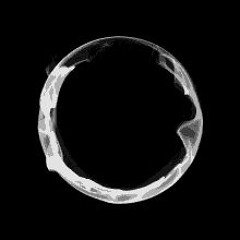 globabee,, glo glo - i9bonsai