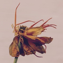 It's Really Gone (Excerpt)