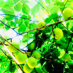 SUMI LA SICK /BGP2024