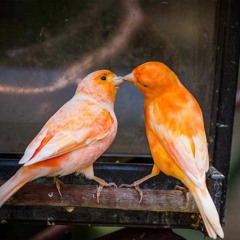 Canary Bird  - اقوى تغريد كناري للتسميع و تهييج الانات للتزاوج صوت رقم 6