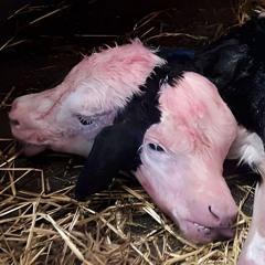 Soretsia b2b Spinefluid | SXS MAR25