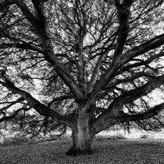 Under the Oak Tree