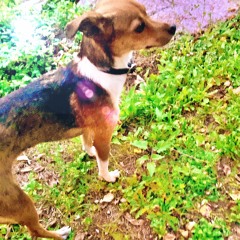 Projekt Fliegende Dinge Plus