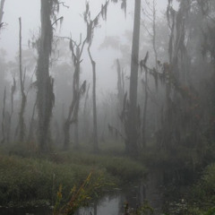 SWAMP