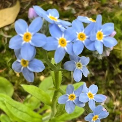 FORGET ME NOT