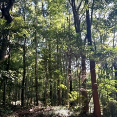 Osakura feat.suzuya (prod.timeless)