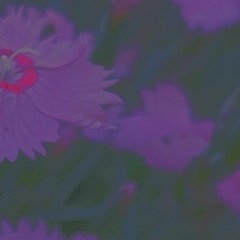 petals kiss the ground