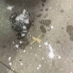 snowstorm pack #2k27⛷️