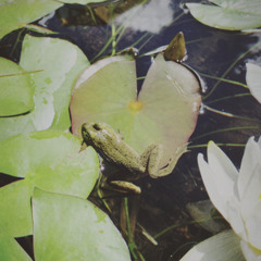 Fluviatile (avec Ced)