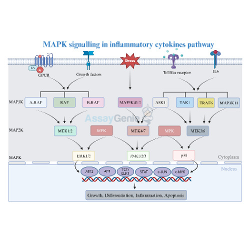 Stream episode MAPK Signaling in Inflammatory Cytokines Pathways by ...