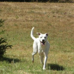 Walk Around - REMIX FINAL