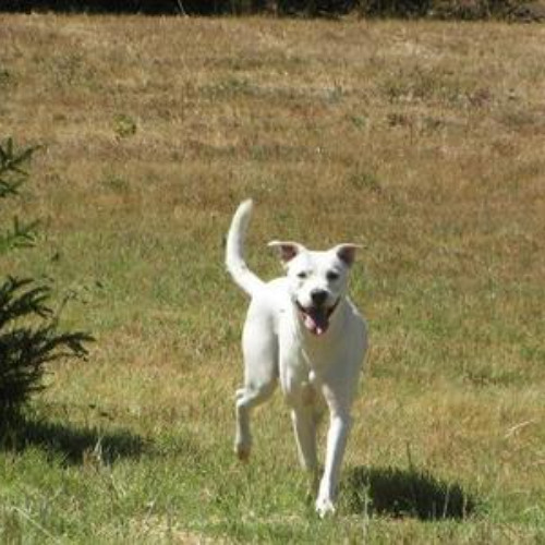 Walk Around - REMIX FINAL