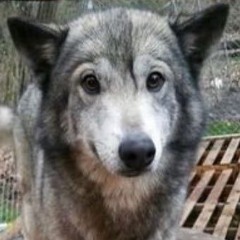 minimawll jackal queenstons