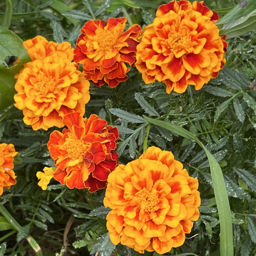 Fleur