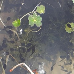 Tadpoles feeding in artifical pond
