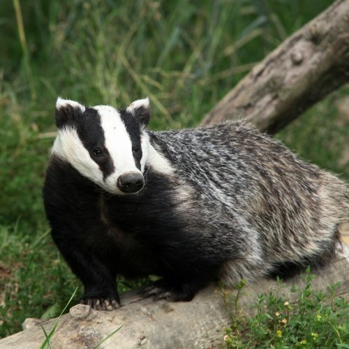 Take a peek into the secret world of badgers with this playlist