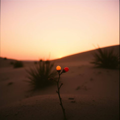 Desert Berry