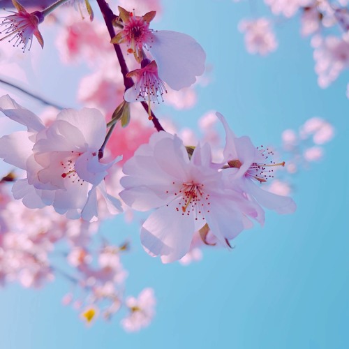 When the Flower Opens the Bee Comes Invitation