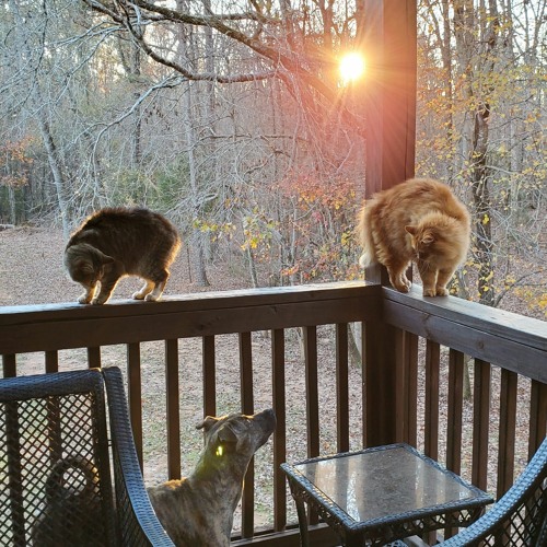 Stream Rest Rose by Zach Bryan by Ethan Sanders Music Listen online