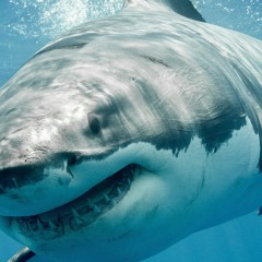 Shark Island In The Mix Episode 2 February 2020